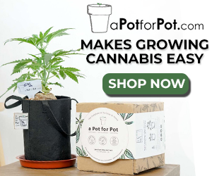 Grow Marijuana Easy!